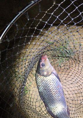 冬季夜钓鲢鱼的方法和技巧（享受冬夜的渔获乐趣）  第2张