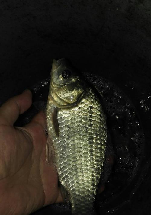 冬季夜钓野河鲫鱼技巧与方法（冬季夜钓野河鲫鱼的秘诀与经验）  第3张