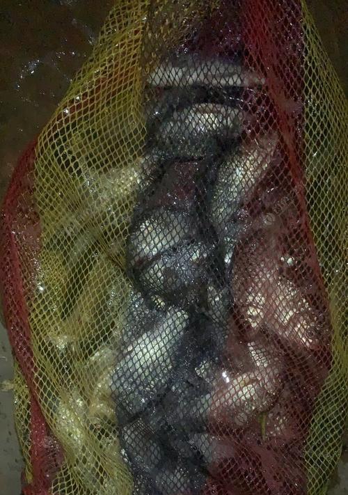 冬夜钓鱼的技巧与方法（寒夜中的垂钓乐趣与技术分享）  第3张