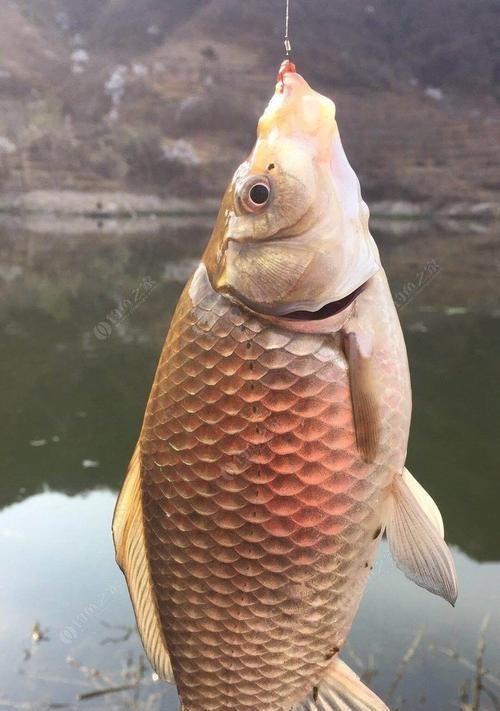 短嘴鱼钓鱼技巧大揭秘（解锁短嘴鱼钓鱼绝技）  第1张