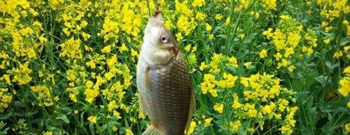 多多牧场钓鱼技巧（掌握钓鱼技巧）  第3张