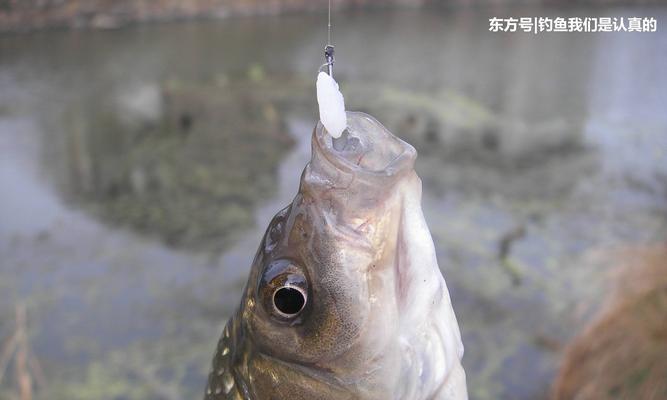 俄罗斯冬季钓鱼技巧（掌握冬季钓鱼窍门）  第3张