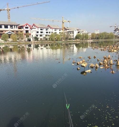 钓大板鲫技巧（浮萍塘上的捕鱼秘籍）  第2张
