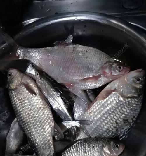 浮水钓大鲫鱼的技巧和方法（掌握浮水钓大鲫鱼的秘诀）  第3张
