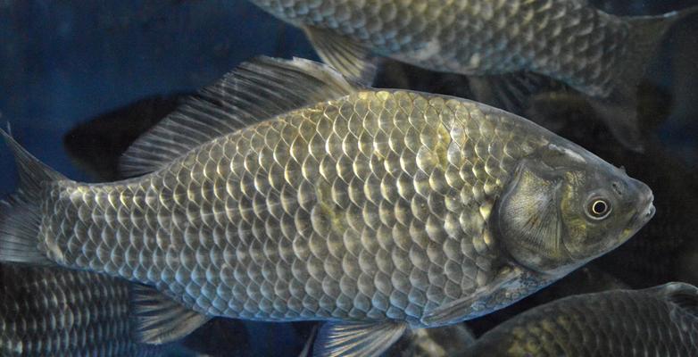 浮水钓大鲫鱼技巧（提高钓大鲫鱼成功率的五大技巧）  第1张