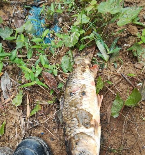 浮水莲钓鱼技巧大揭秘（掌握浮水莲钓鱼）  第3张