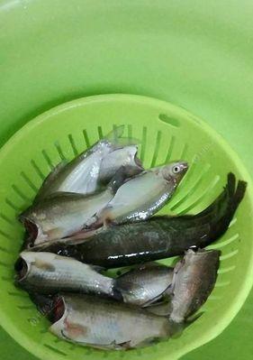 浮水小胖子钓鲶鱼的技巧与方法（轻松捕获巨型鲶鱼）  第2张