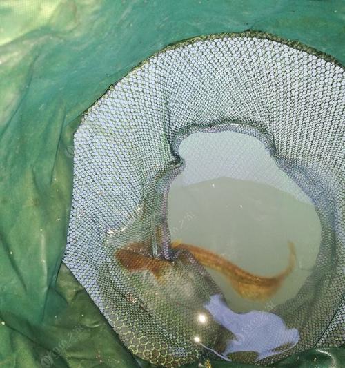 浮水小胖子钓鲶鱼的技巧与方法（轻松捕获巨型鲶鱼）  第1张
