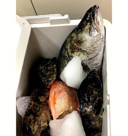 浮游矶钓石鲷鱼技巧（掌握钓法）  第2张