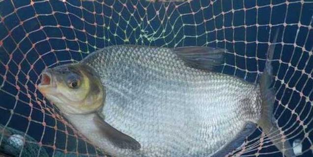 浮游生物钓虾米的技巧与方法（掌握关键要素）  第1张