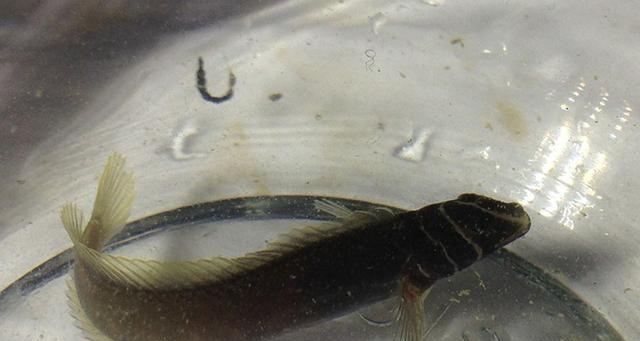 浮游生物钓虾米的技巧与方法（掌握关键要素）  第3张