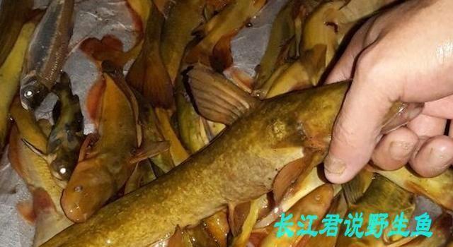福建闽江钓鱼的技巧与方法（探秘福建闽江钓鱼）  第2张