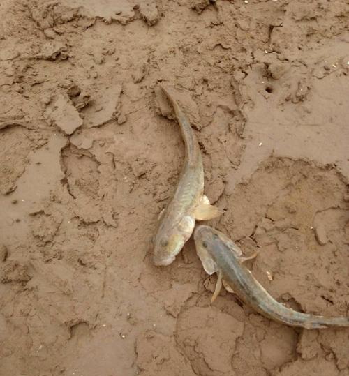 干旱地区钓鱼技巧教程（如何在干旱地区提高钓鱼成功率）  第1张