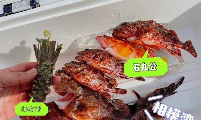 干虾米钓鱼技巧大揭秘（提升钓鱼成功率的宝贵经验分享）  第3张