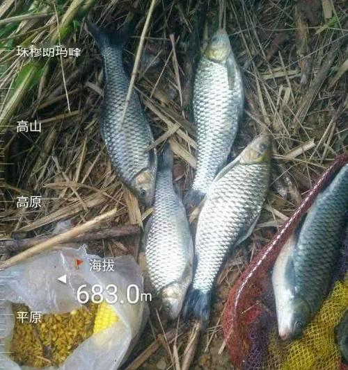高山水库里钓鱼技巧（高山水库里钓鱼技巧大揭秘）  第2张