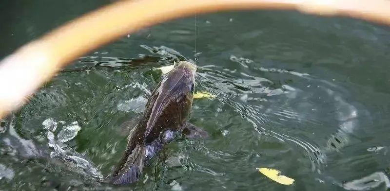 海岔子钓鱼技巧大全（掌握钓鱼技巧）  第1张