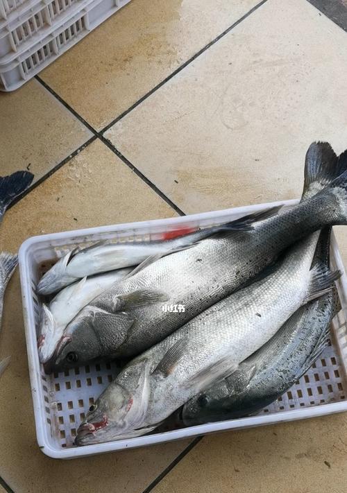 海岔子钓鱼技巧大全（掌握钓鱼技巧）  第3张