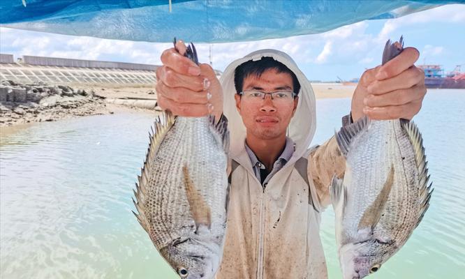 海钓鲷鱼习性与技巧（揭秘鲷鱼的垂钓诀窍）  第1张