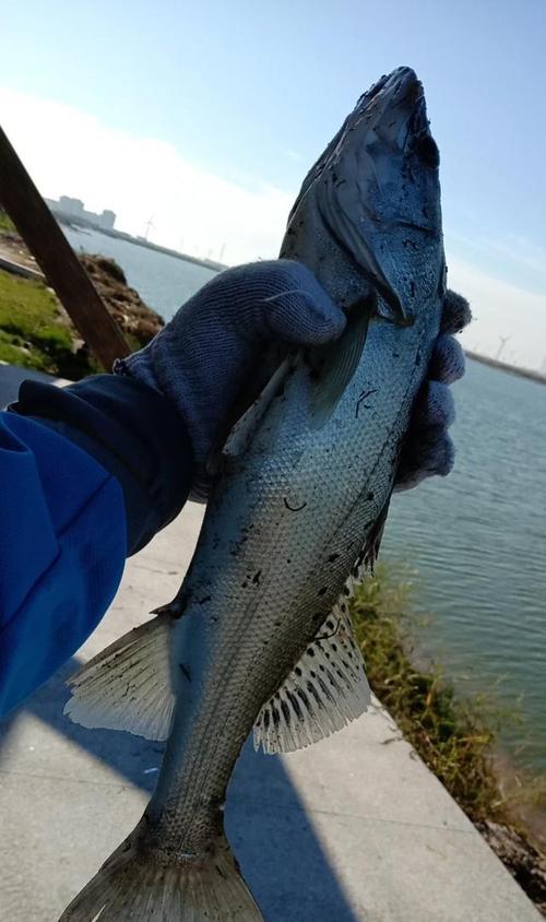 海杆河里钓鱼技巧（海杆河钓鱼技巧分享）  第2张