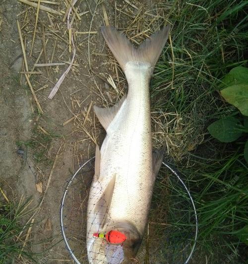 深海钓鱼大师揭秘——以海杆水怪钓鱼技巧（海洋钓鱼新手必看）  第2张