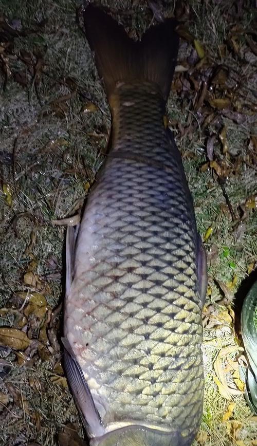 夜钓鲤鱼的方法和技巧（探秘海杆夜钓鲤鱼）  第1张