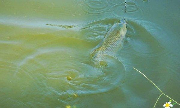 海竿大浮漂钓草鱼技巧（掌握关键技巧）  第2张