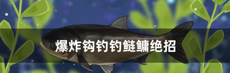 钓鲢鳙绑鱼钩的技巧与方法（提高钓鲢鳙的成功率）  第2张