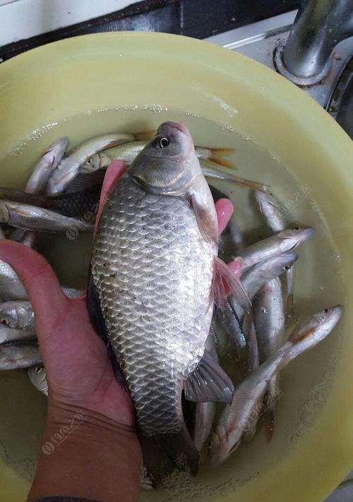 海竿钓鱼技巧，轻松钓上鲫鱼（掌握这些技巧）  第1张