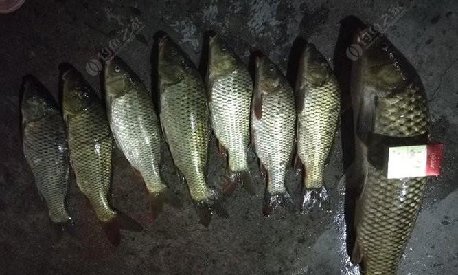 冬季海竿钓鲤鱼技巧与方法（有效技巧和策略帮助您在冬季钓到丰富的鲤鱼）  第1张