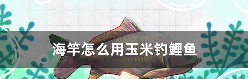 冬季海竿钓鲤鱼技巧与方法（有效技巧和策略帮助您在冬季钓到丰富的鲤鱼）  第2张