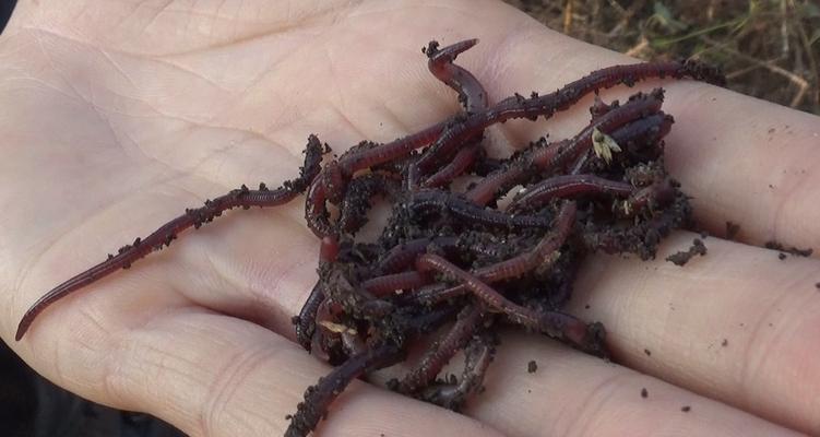 钓鱼新手的海竿浮漂钓蚯蚓技巧（简单易学的海竿浮漂钓蚯蚓技巧）  第2张