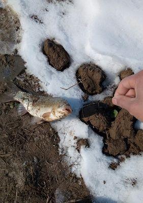 垂钓大鲫鱼的技巧——以海竿水库为例（海竿水库垂钓大鲫鱼的黄金技巧）  第1张