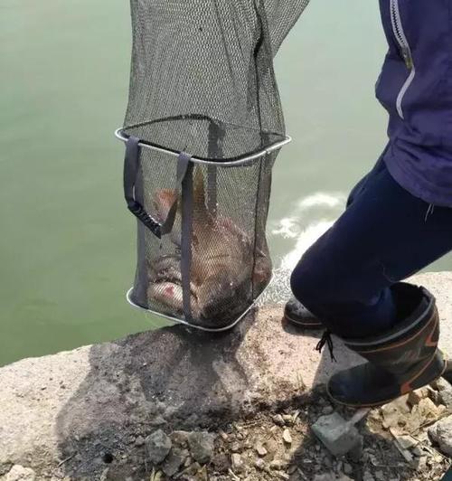 海竿水库野钓鲤鱼技巧（提高钓鲤技巧）  第3张