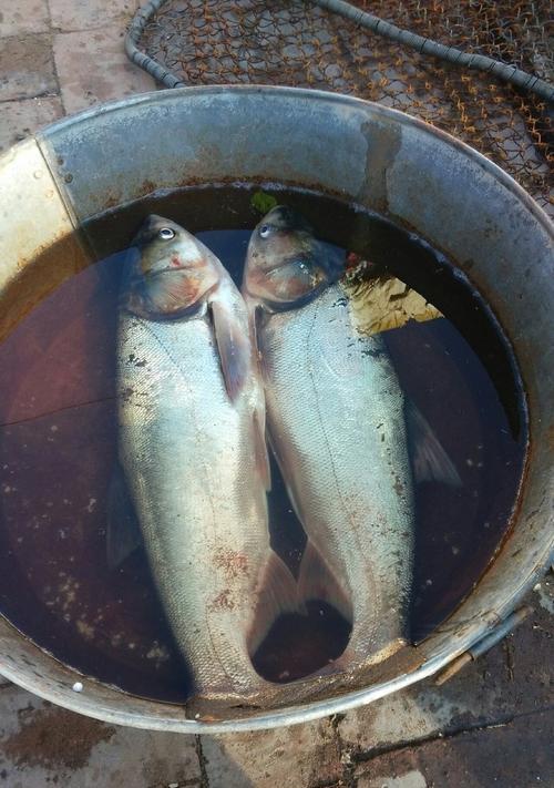 夜钓大鲢鳙的高级技巧（海竿捕获巨型鲢鳙的绝密经验）  第2张