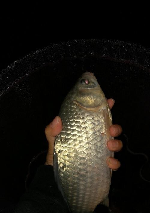 夜钓海竿技巧大揭秘（海竿夜钓新玩法）  第3张