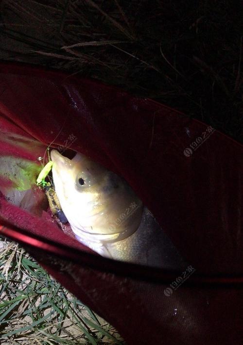 夜钓鲤鱼的技巧和方法（以海竿为工具）  第1张