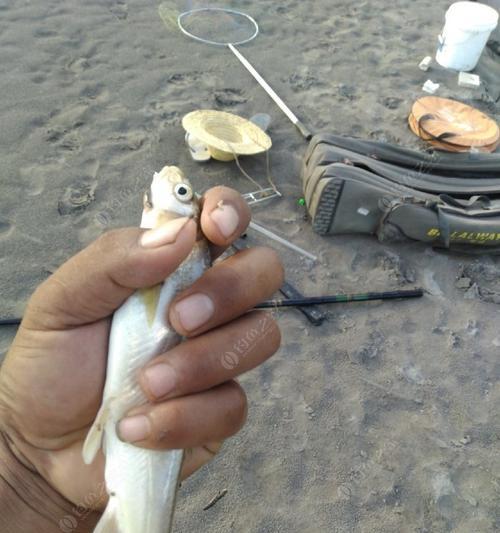 海竿钓鱼技巧（掌握好蚯蚓的运用）  第1张