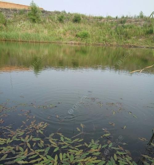 黑坑水凉钓鱼技巧教程（掌握关键技巧）  第1张