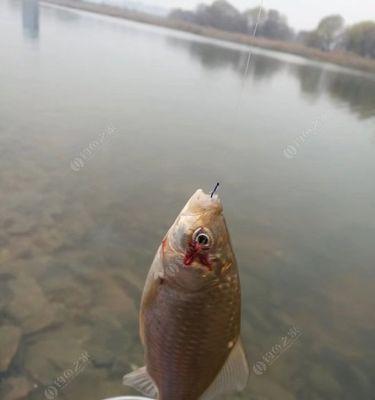 黑漂不中鱼的原因与垂钓技巧（探秘黑漂不中鱼的关键原因）  第2张