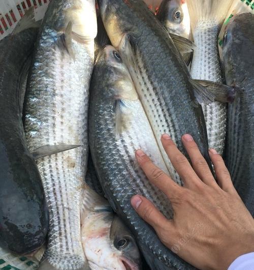 黑沿子钓鱼技巧与方法（提升你的钓鱼技术）  第2张