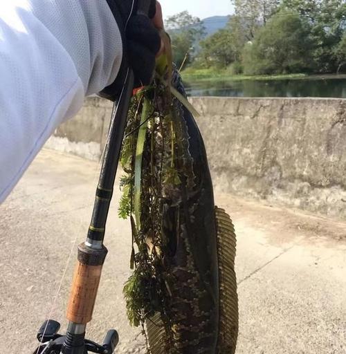 黑鱼钓鱼的饵料选择技巧（如何选择大小合适的饵料来提升黑鱼的钓鱼效果）  第2张