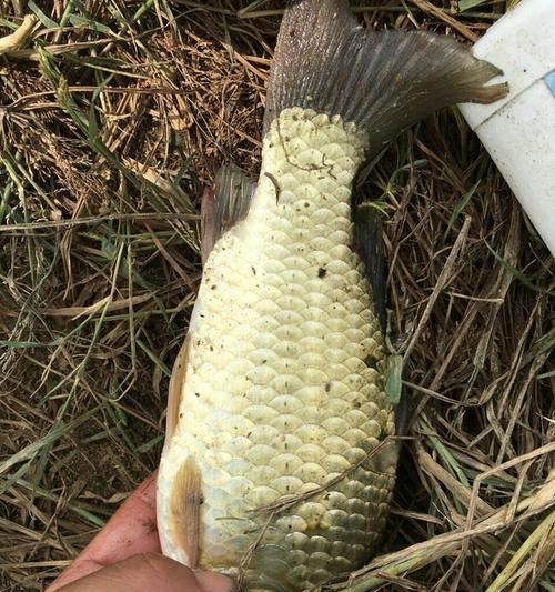 红毛线钓鱼技巧（掌握红毛线钓鱼的关键技巧与心得）  第3张