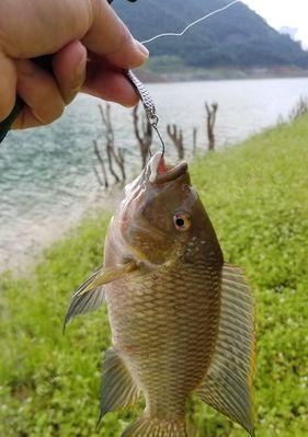 红水河垂钓技巧（钓鱼达人分享红水河垂钓经验）  第2张