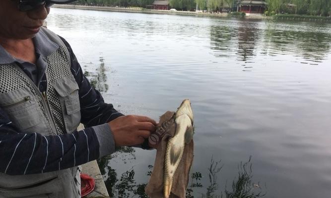 海河边钓鱼技巧（享受钓鱼乐趣的关键）  第3张