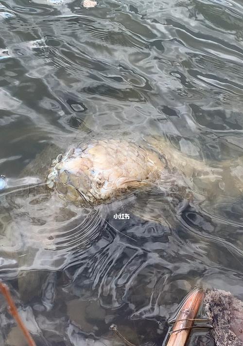 掌握后院钓鱼技巧的15种练习法（锦囊妙招助你成为后院钓鱼高手）  第2张