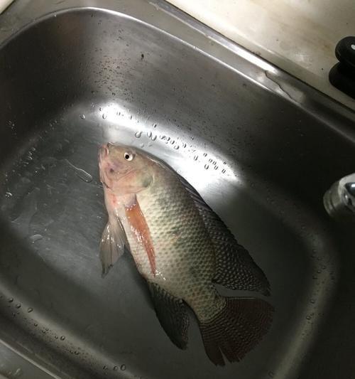 胡兆峰夜钓罗非之技巧大揭秘（揭秘胡兆峰夜钓罗非的神奇技巧）  第1张