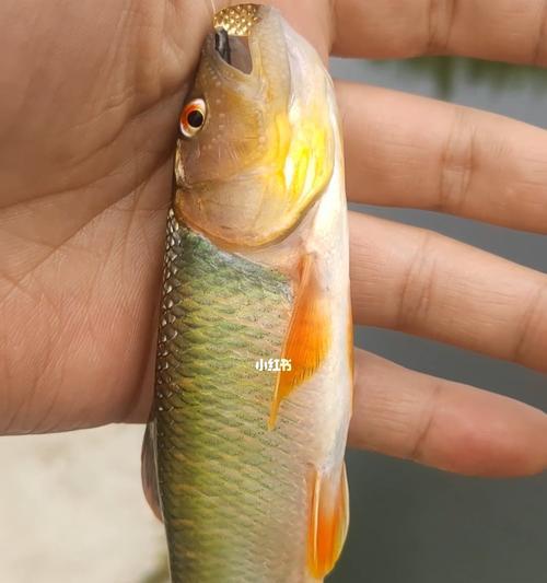 激流手竿钓浮水马口技巧（掌握激流手竿）  第2张