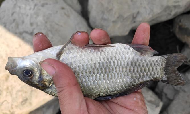 急流水钓红尾鱼的技巧与方法（掌握急流水钓红尾鱼的技巧）  第2张