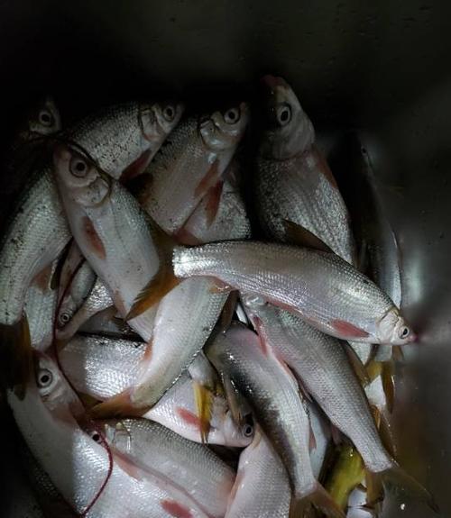 急流水钓红尾鱼的技巧与方法（掌握急流水钓红尾鱼的技巧）  第3张
