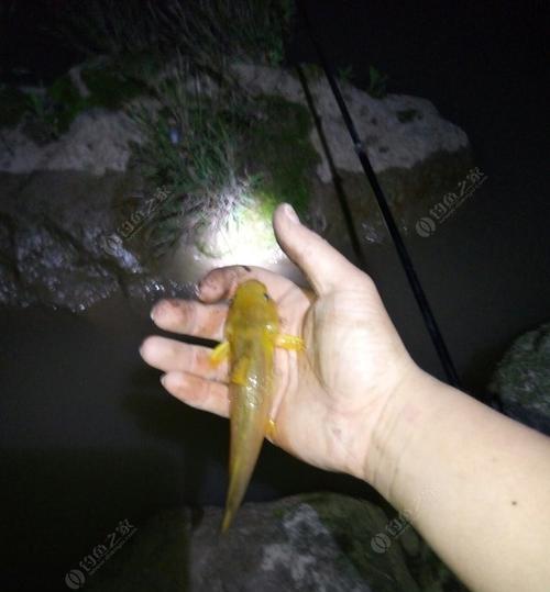 急流水钓黄辣丁技巧（掌握技巧）  第3张